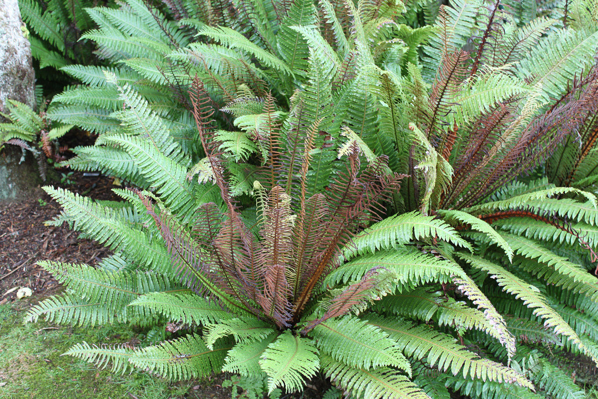 Blechnum discolor (2)